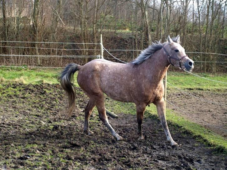 Sportsaraber (A) Moondancer - undskyld de meget ensformlige kedelige billder, der kommer nye hurtigst muligt.  billede 7