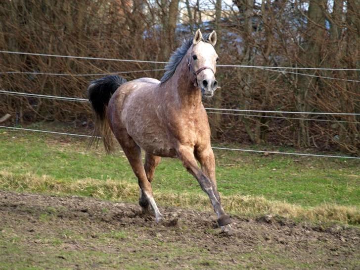 Sportsaraber (A) Moondancer - undskyld de meget ensformlige kedelige billder, der kommer nye hurtigst muligt.  billede 9