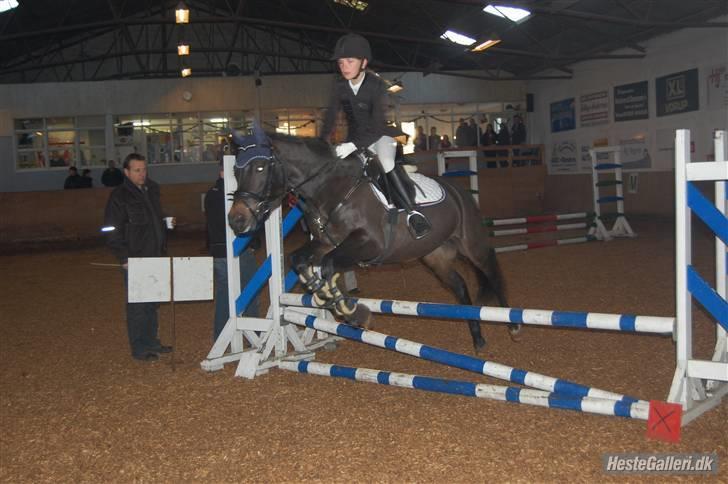 New Forest Egeballes Nitrat (SOLGT) - Stævne på Kalle ;0) foto: Strømpen billede 5