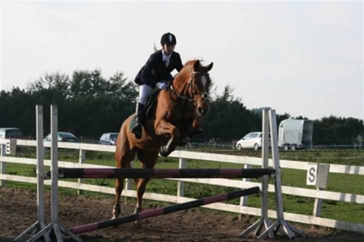 Dansk Varmblod Arrogant (gammel part) billede 12