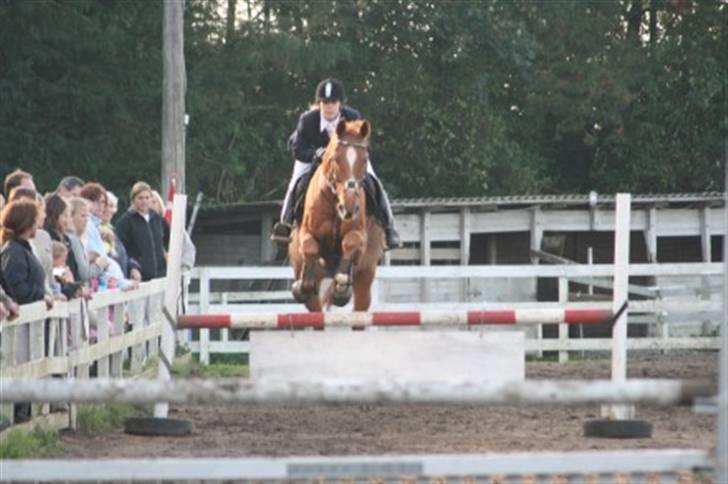 Dansk Varmblod Arrogant (gammel part) billede 13