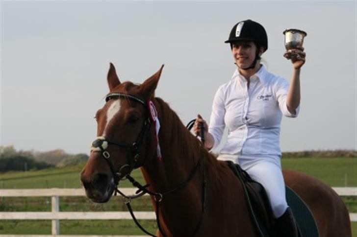 Dansk Varmblod Arrogant (gammel part) billede 14