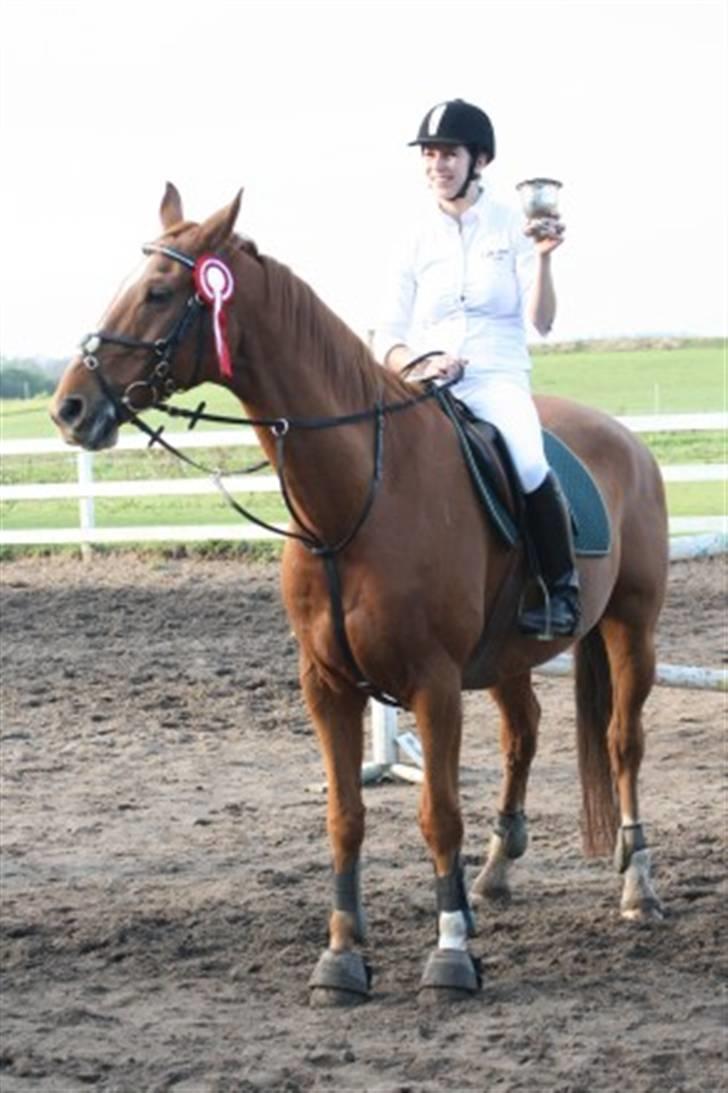 Dansk Varmblod Arrogant (gammel part) billede 15