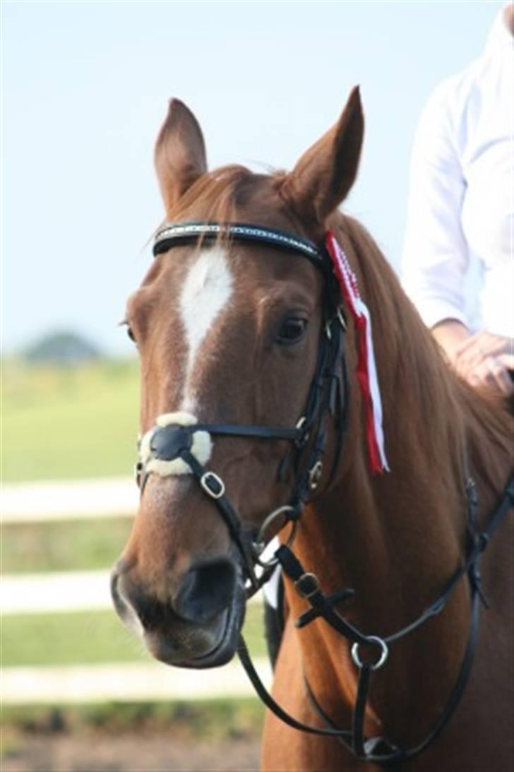 Dansk Varmblod Arrogant (gammel part) billede 16