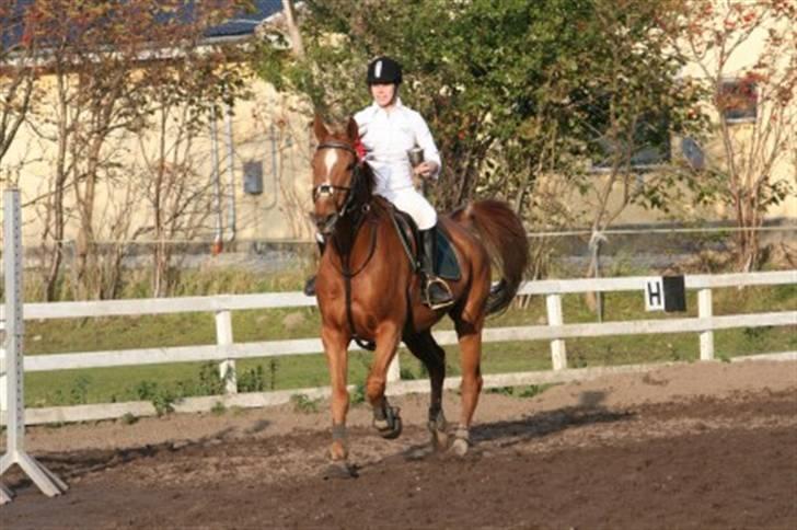 Dansk Varmblod Arrogant (gammel part) billede 17