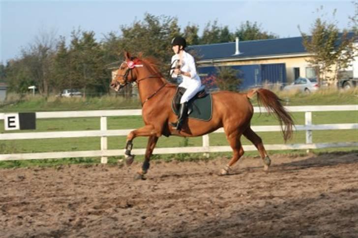 Dansk Varmblod Arrogant (gammel part) billede 18