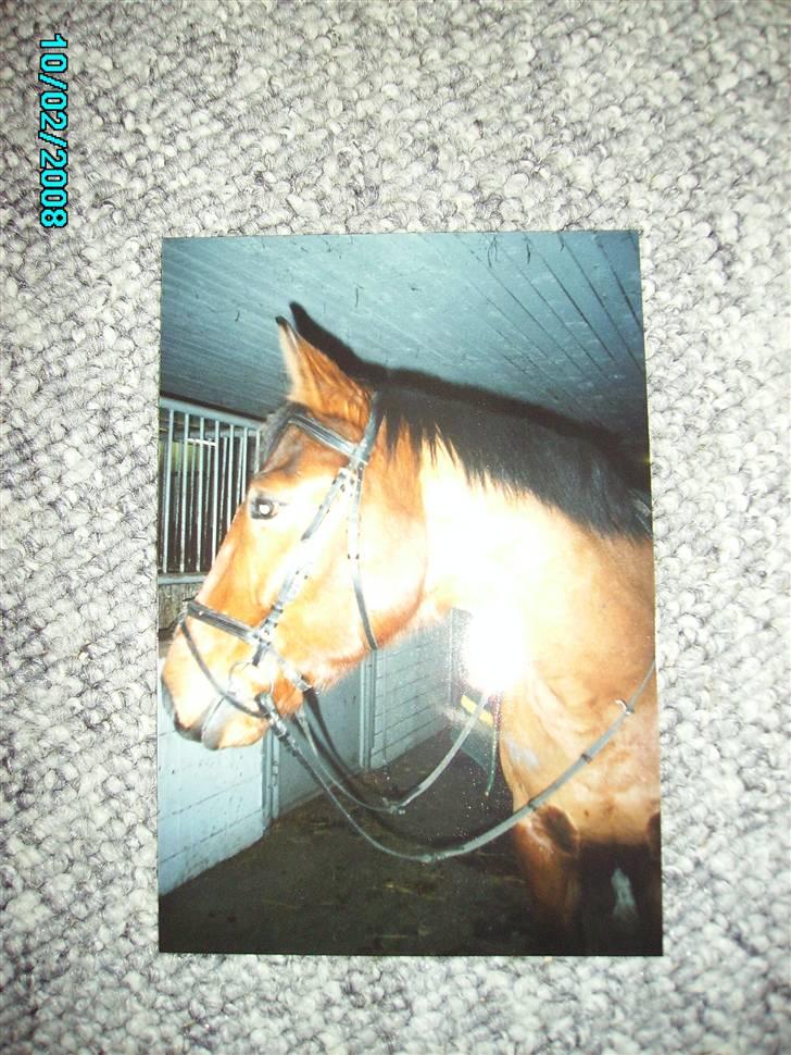 Dansk Varmblod Østergaardens Frölich - frø på staldgangen billede 2