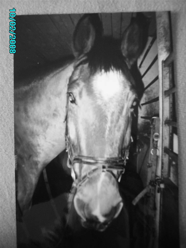 Dansk Varmblod Østergaardens Frölich - frø igen - "hva laver du???" billede 3