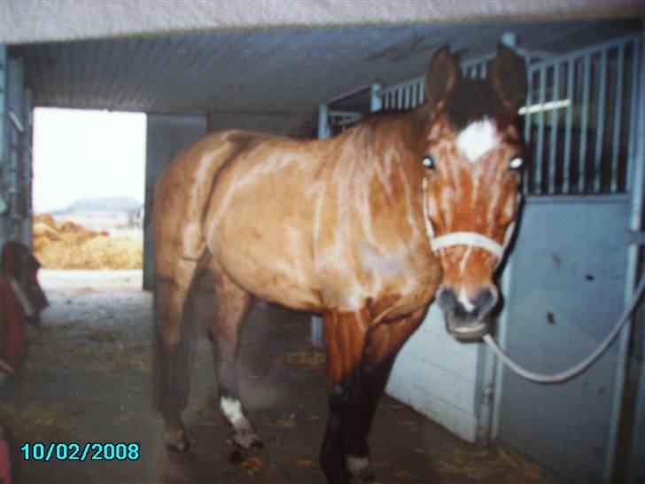 Dansk Varmblod Østergaardens Frölich - Øhm kom nu med noget mad :P - vi beklager den dårlige klipning, gik ikke så godt det år :P billede 4