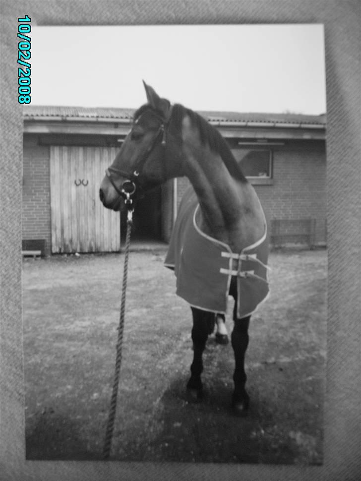 Dansk Varmblod Østergaardens Frölich - Skal jeg derud :P billede 5