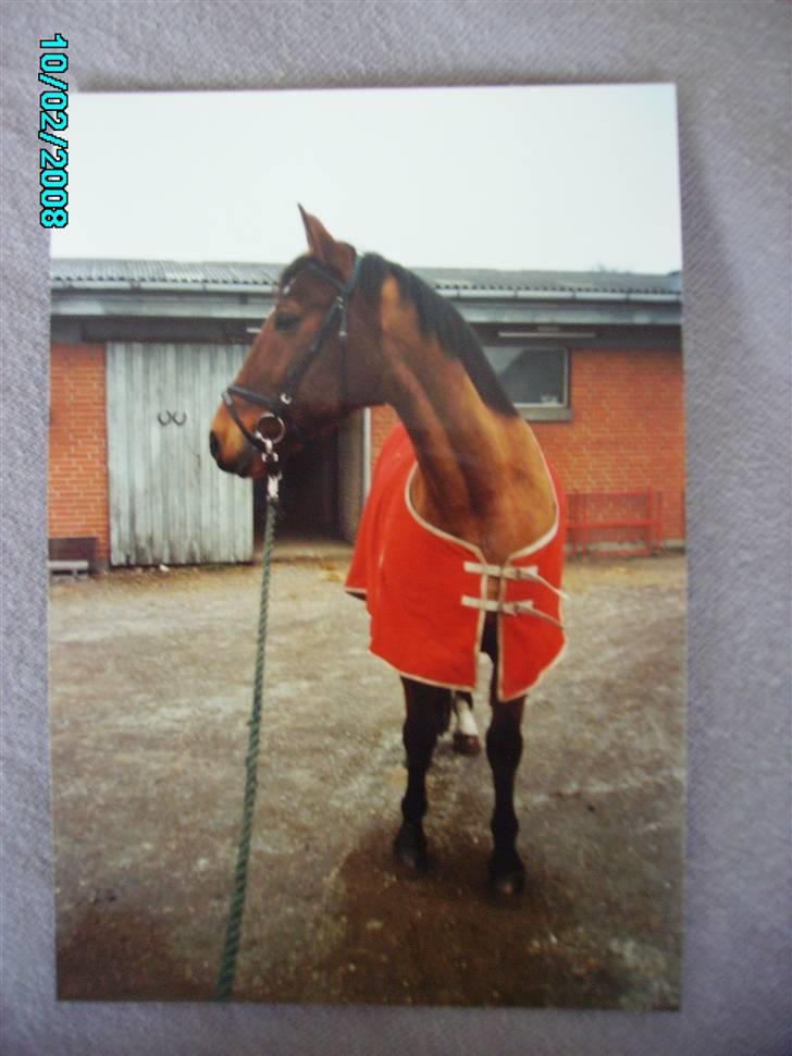 Dansk Varmblod Østergaardens Frölich - Er jeg ikke smuk, med mit røde tæppe :-D billede 6