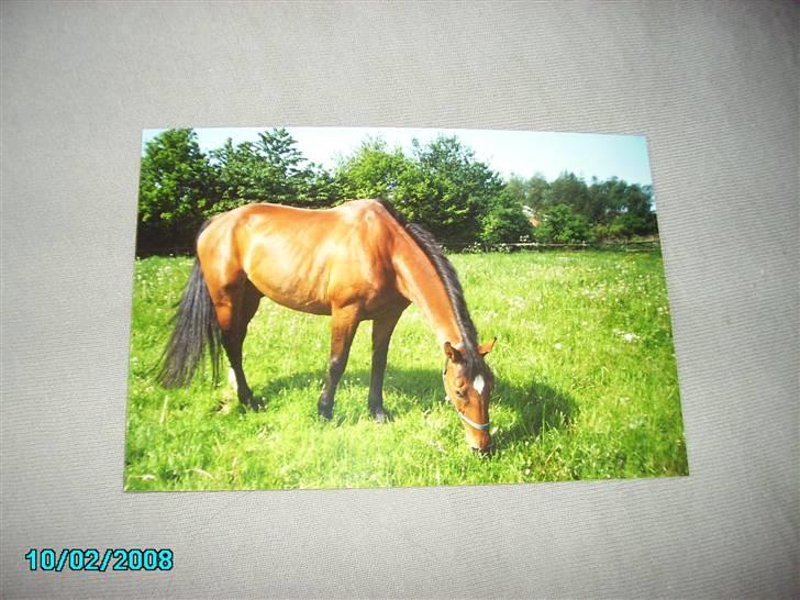 Dansk Varmblod Østergaardens Frölich - frø på fold, dejligt med græs og dækkent er væk ;-) billede 7
