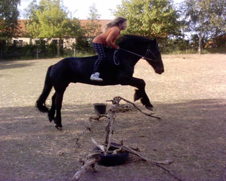 Merens de Cheval Nomeo Degamas - Smukke Nomeo billede 6