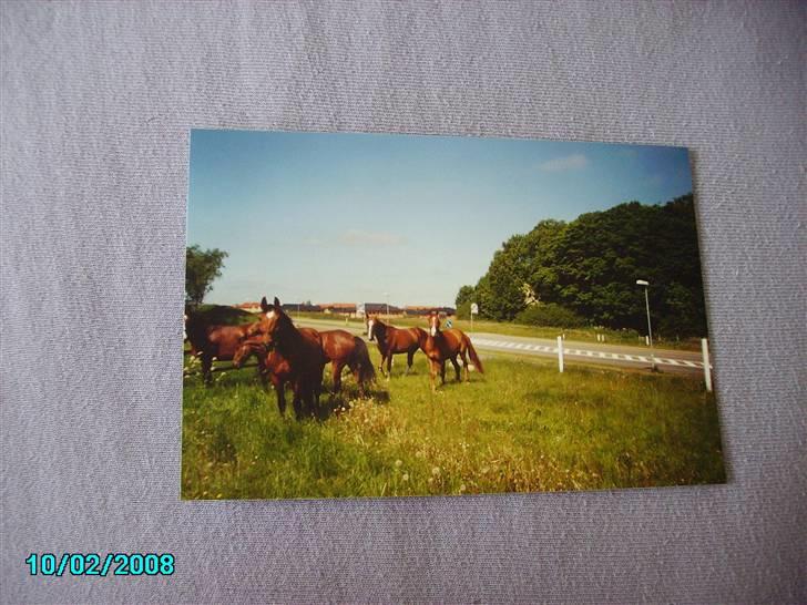 Dansk Varmblod Østergaardens Frölich - Frø og vennerne på fold, i de dejlige forårsvejr billede 8