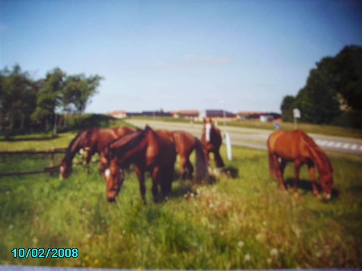 Dansk Varmblod Østergaardens Frölich - Mere fold billede 9