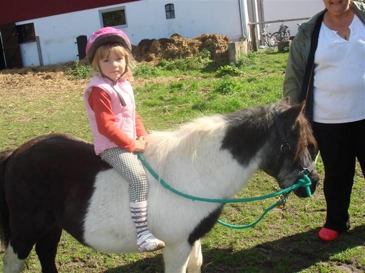 Shetlænder Plet - Ariel(min lille søster) på plet min mors veninde trækker hende billede 1