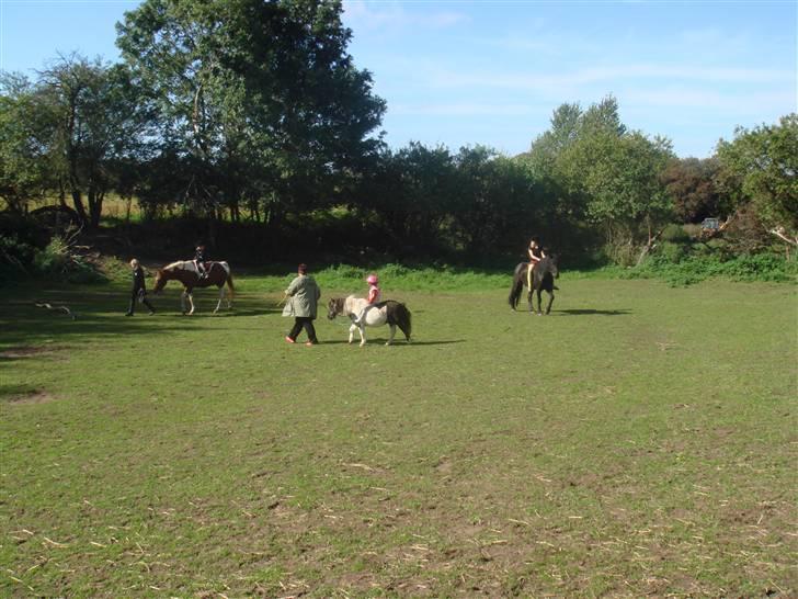 Shetlænder Plet - Det samme billede 2