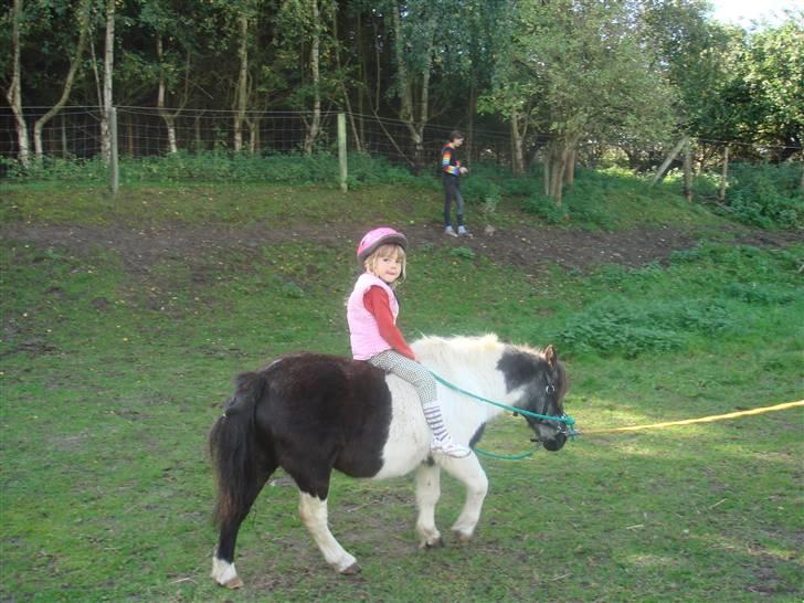 Shetlænder Plet - Ariel på plet billede 3