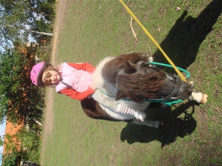 Shetlænder Plet - Ariel på plet igen billede 4