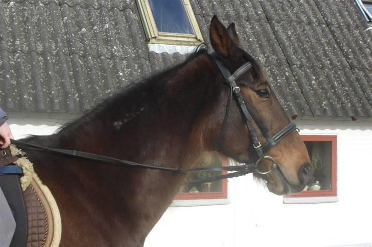 Traver By Densi Print  - Skønne hest billede 20