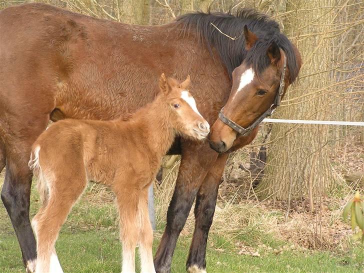 Hollandsk Sportspony *Ravnholts Jasmin*R.I.P - Jasmin med sit dejlige føl Felix som er født d.8/2-08 og vi vidste slet ikke hun var i fol... billede 15