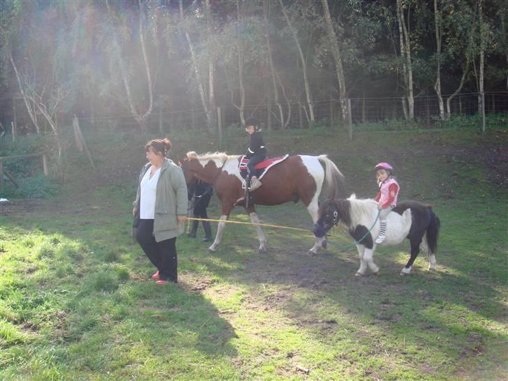 Shetlænder Plet - Pia, Ariel, Mie, Valentin og Plet billede 5
