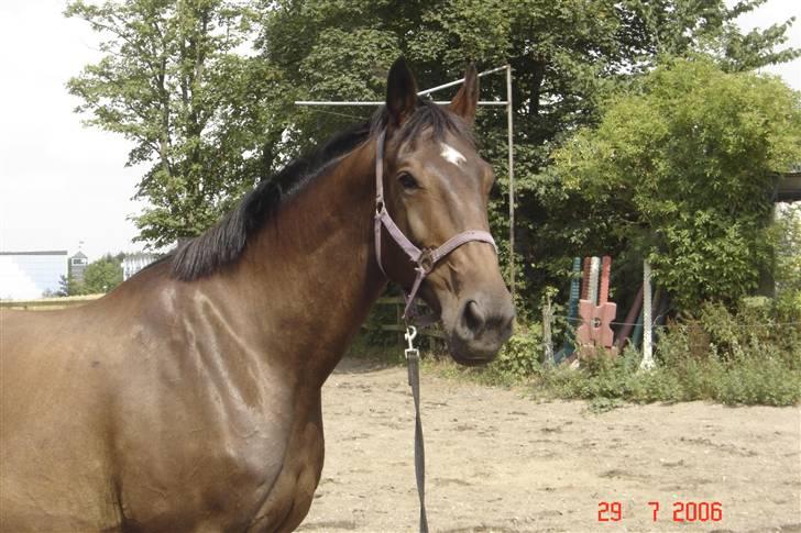 Holstener Blide - SOLGT billede 2