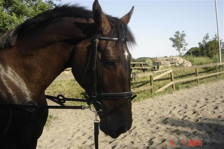 Holstener Blide - SOLGT billede 3