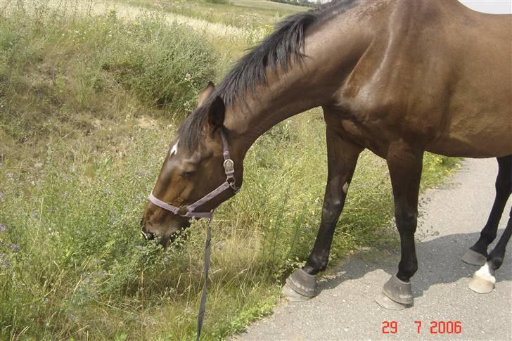 Holstener Blide - SOLGT billede 4