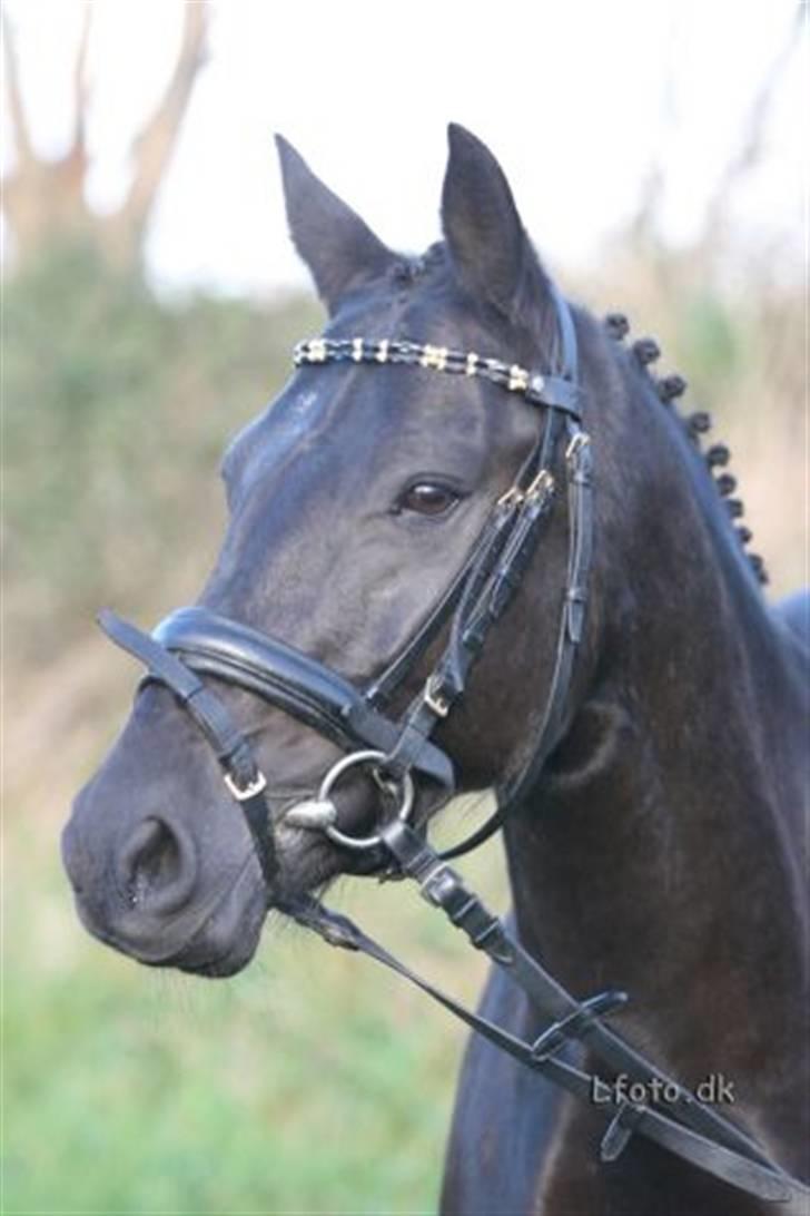 New Forest Sânbuorster Femke billede 1