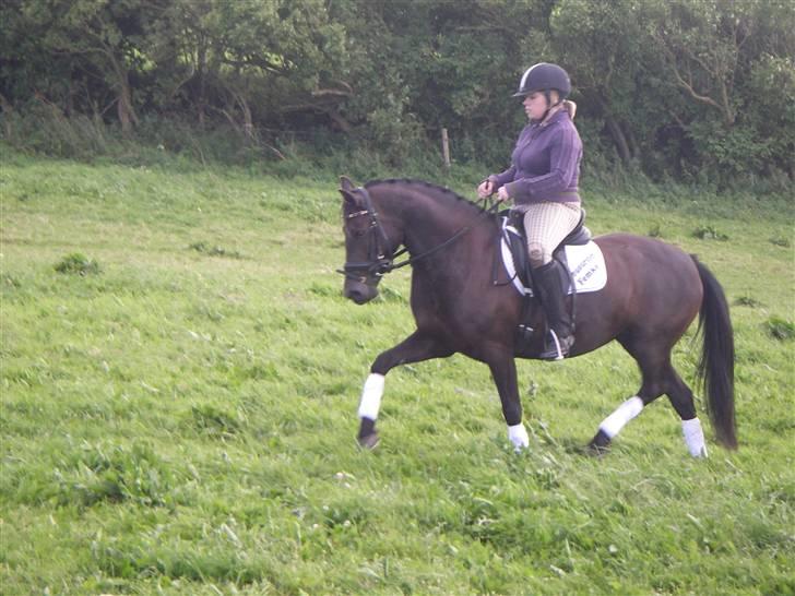 New Forest Sânbuorster Femke billede 2