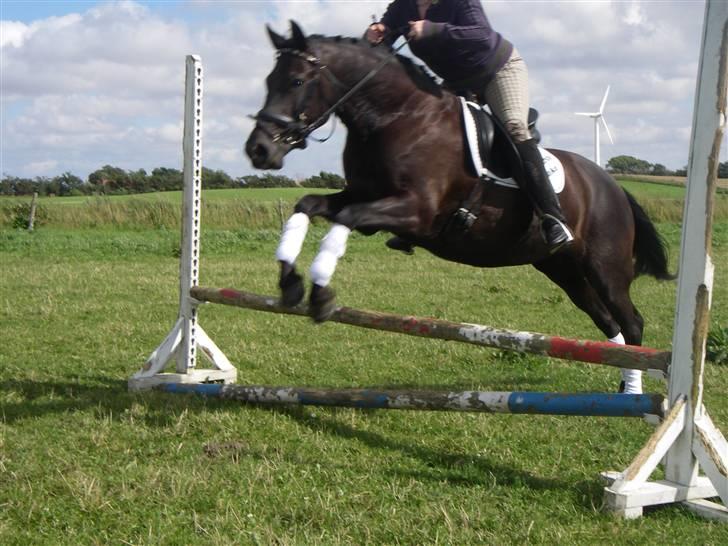 New Forest Sânbuorster Femke billede 3