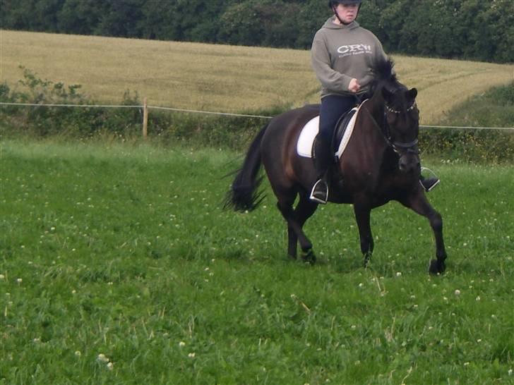 New Forest Sânbuorster Femke billede 4