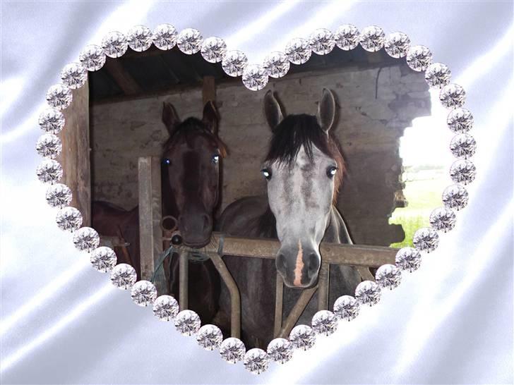 New Forest Sânbuorster Femke billede 5