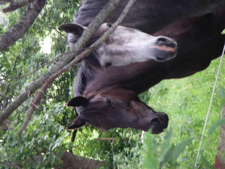 New Forest Sânbuorster Femke billede 6