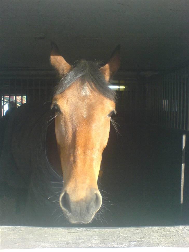 Dansk Varmblod Aurora -min prinsesse- tidligere hest - det er ikke sådan at få solen i øjnene billede 6