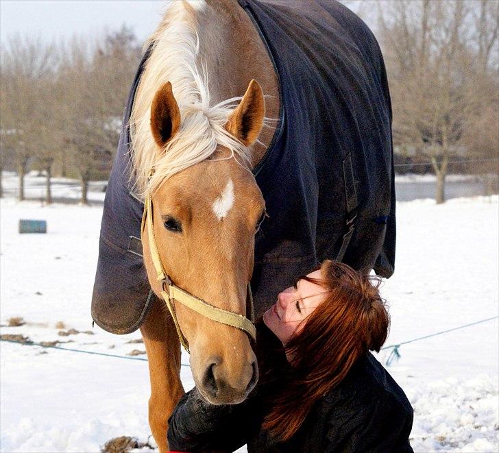Palomino Guldhyppen Disalica :-I  - hygge med Disalica, på folden :-I billede 10