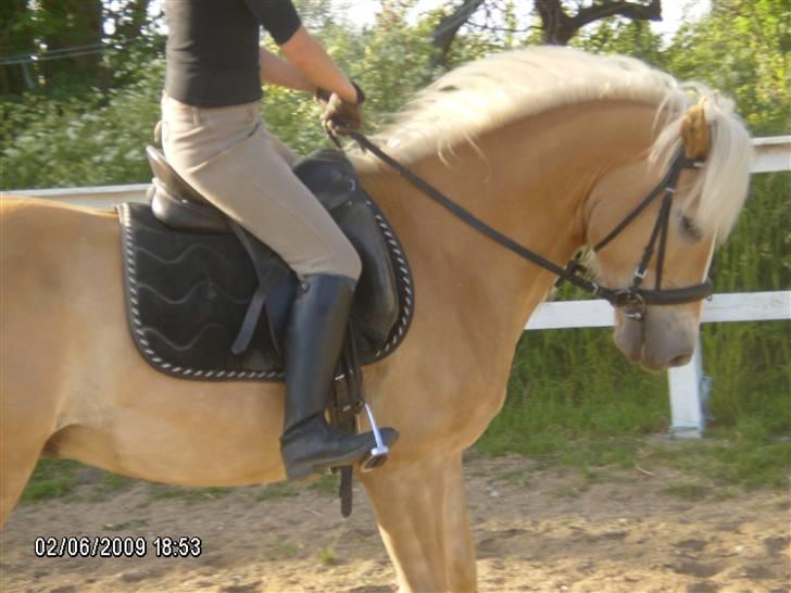 Haflinger Anton Wican billede 18