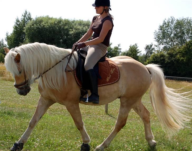 Haflinger Anton Wican billede 19