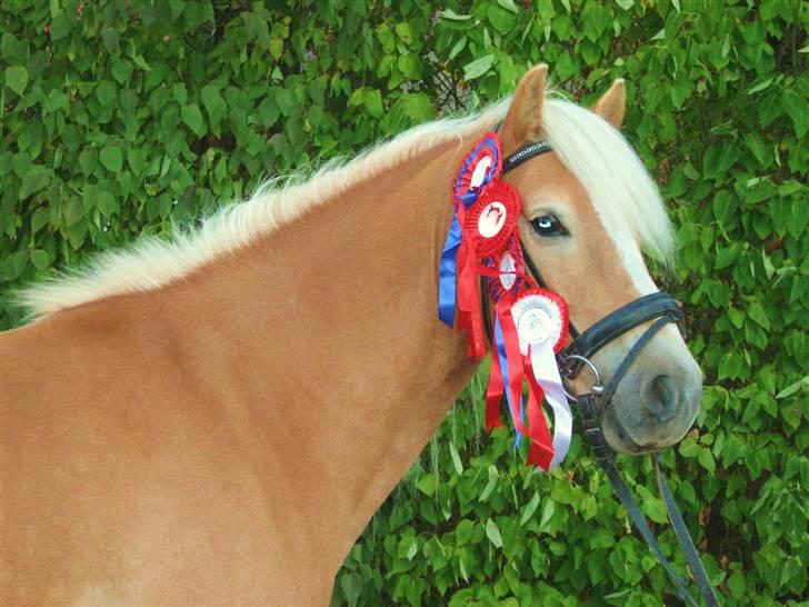 Haflinger Anton Wican billede 20