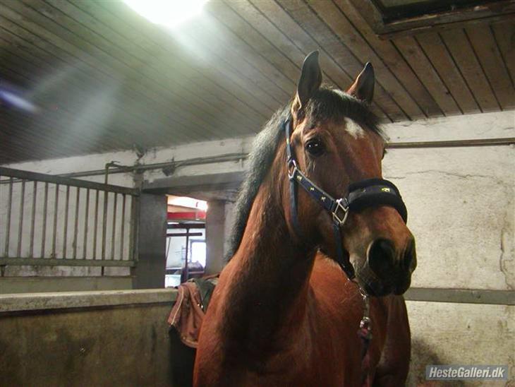 {{currentPhoto.altText}} billede {{currentPhoto.number}}