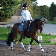 Hollandsk Sportspony Daphne B-pony *solgt*