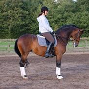 Hollandsk Sportspony Daphne B-pony *solgt*