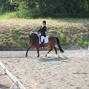 Hollandsk Sportspony Daphne B-pony *solgt*