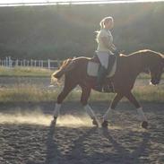 Trakehner Bogart