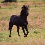 New Forest Birkilds Flamenco(solgt) 