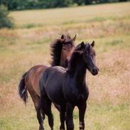 New Forest Birkilds Flamenco(solgt) 