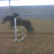 Hollandsk Sportspony Rambrandt