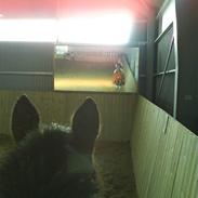 Hollandsk Sportspony Rambrandt