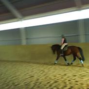 Hollandsk Sportspony Rambrandt